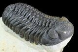 Multi-Toned Morocops Trilobite - Large Specimen #86758-2